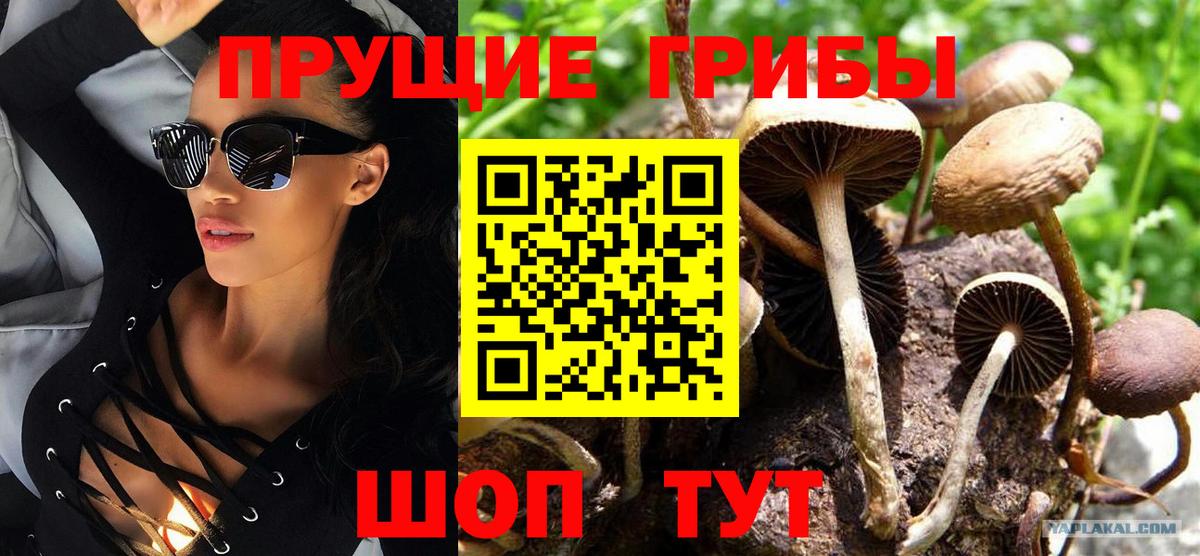 Псилоцибиновые грибы GOLDEN TEACHER Сегежа